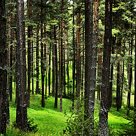Urgent action needed to deliver change in the forestry sector Image