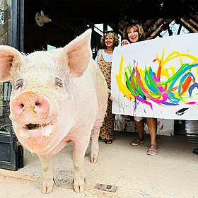 Pigcasso the Painting Pig Image