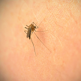 Why We Get Insect Bites Image