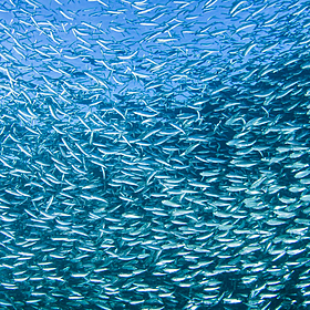 Green Scene: Overfishing is causing issues with herring Image