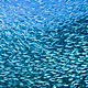 Green Scene: Health of our oceans may have already passed a critical tipping point