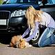 The Search Is On For The Motorist Who Hit A Dog & Drove Off In Blanchardstown!!