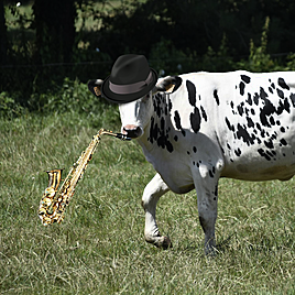 Do cows like jazz?