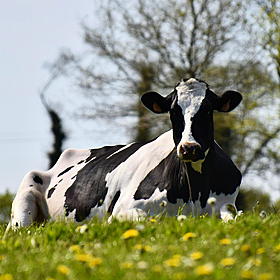 How to deal with cow sunburn Image