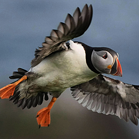Puffin Snorkelling Image