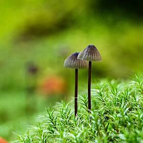 Can a substance found in magic mushrooms alleviate depression? Image