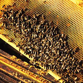 Out & About: Bees On The Roof Image
