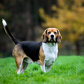 How to name your pet Image