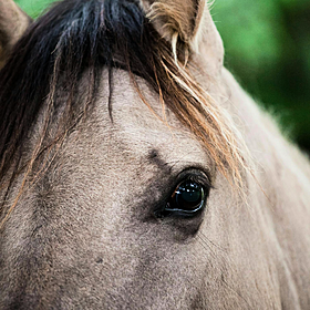A call for a dedicated garda led animal welfare unit Image
