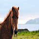 Could breeding horses be a solution for climate change?