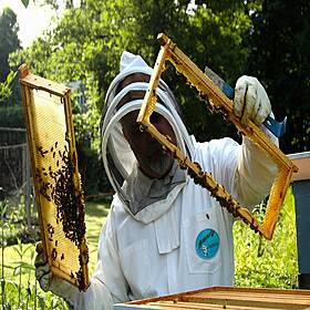 How I Live Well: Beekeeping Image