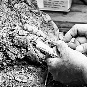 A groundbreaking fossil discovery! Image