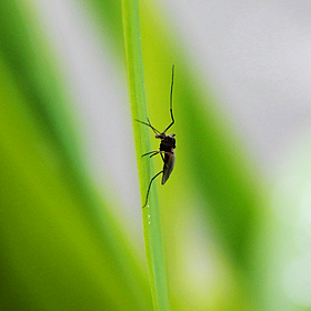 Almost dying from a mosquito bite - Sharon Bannerton’s experience Image