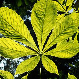 Futureproof Extra: How leaves form their shapes Image