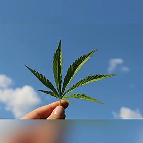 Would you build your home with hemp? Image