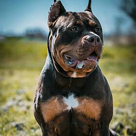 Callers Furious After Jeremy Calls For a Mass Extermination of XL Bully Dogs! Image