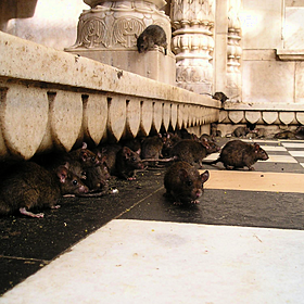 Should we give contraception to rats? Image