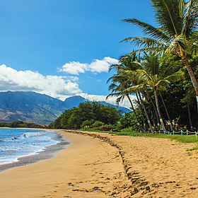 The Ultimate Guide: White Lotus Holidays Image