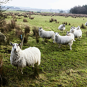 Calls for national dog database amid rise in attacks on sheep flocks Image