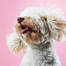 Do we need to be a little bit less dog-friendly? Image