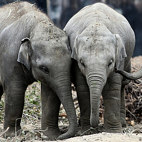 Another Dublin Zoo elephant gets deadly virus Image