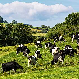 Ten cattle killed in lightning strike in Co.Cavan Image