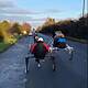 Motorist Calls For Sulky Horses To Be Rouned Up And Taken Off Our Roads