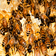 Are bee's sentimental beings?