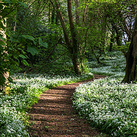 Less than 0.1% of Ireland's ancient forests remains Image