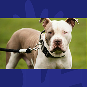 Government To Introduce Ban On XL Bully Dogs Image