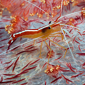 Green Scene: Speedy shrimp Image