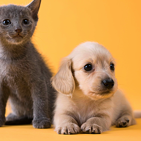 Some sustainable pet solutions for you Image