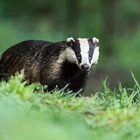 Concerns over hare ‘lamping’ and ‘baiting’ of foxes and badgers Image