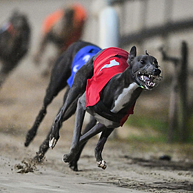 Should greyhound racing be banned in Ireland? Image