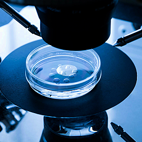 Woman seeking posthumous IVF facing bureaucratic hurdles Image