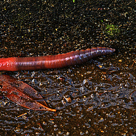 What do subterranean creatures sound like? Image