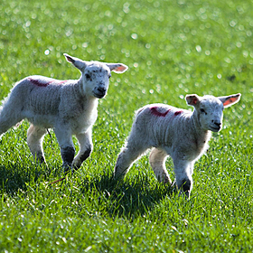 The folklore around animals and the weather Image