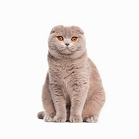 Calls to ban Taylor Swift’s favourite cat breed Image