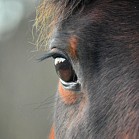 Calls made for dedicated animal crime unit Image