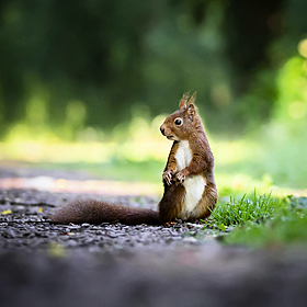 The red squirrel is coming back - here’s why Image