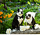 The uptake of Dog's being involved in weddings