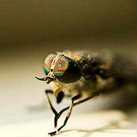 How to treat Strimmer’s rash and Horsefly bites Image