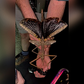 Enormous stick insect discovered in Australia Image