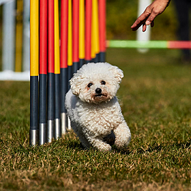 Preventing Doggy Depression Image