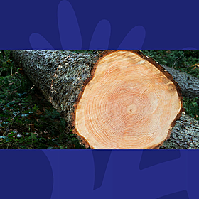 What Ancient Fir Trees Are Telling Us About Climate Change Image
