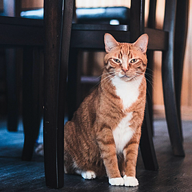 Can you teach your cat Irish? Image