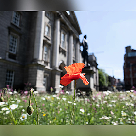 Why Trinity turned their front lawn into a wild meadow Image
