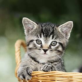 Ask The Expert: Pete the Vet Image