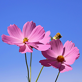 How to look after your garden in the heat Image