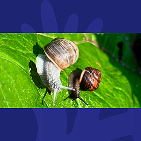 Would You Use Snails On Your Skin? Meet The Monaghan Man Who Says You Should Image
